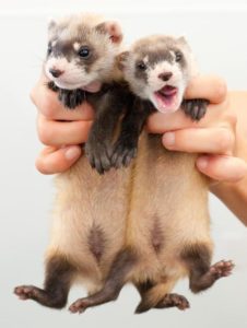 buy baby ferret